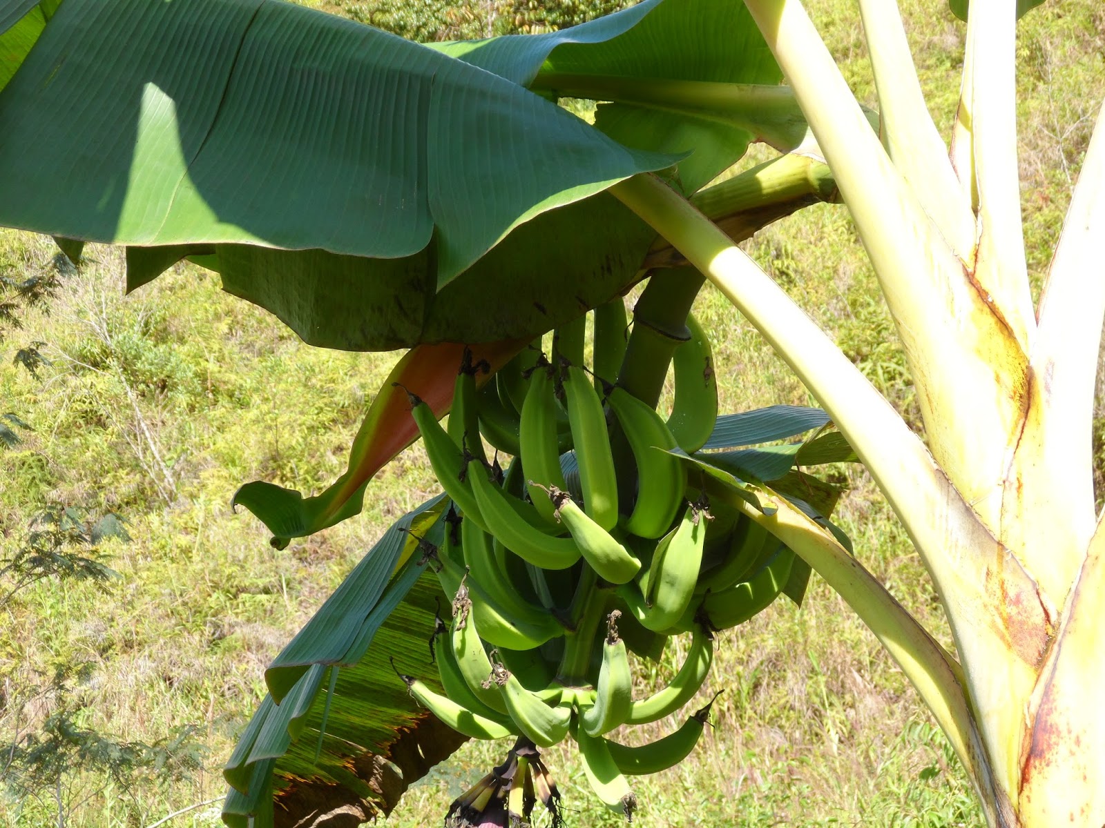 CULTIVAMOS PLÁTANO harton lo estamos TRANSFORMANDO A PATACONES ,CEL