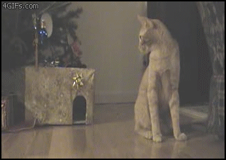 25 Awesome And Funny Animal GIFs
