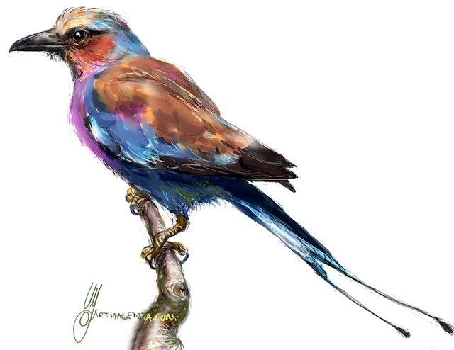 Lilac-breasted roller sketch painting. Bird art drawing by illustrator Artmagenta