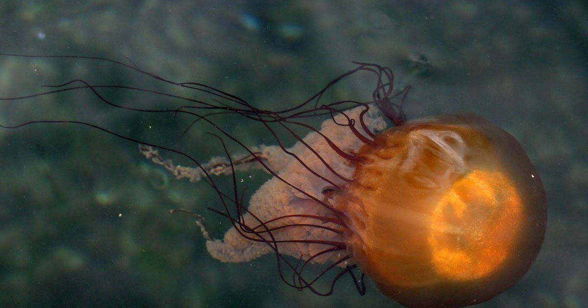 Northwest Nature Notes JELLYFISH AND THEIR PREDATORS