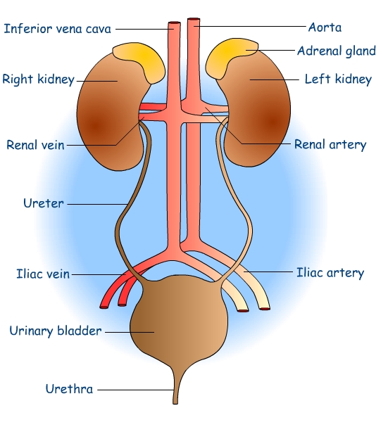 treatment for kidney disease Mechanical and Charge Barriers of