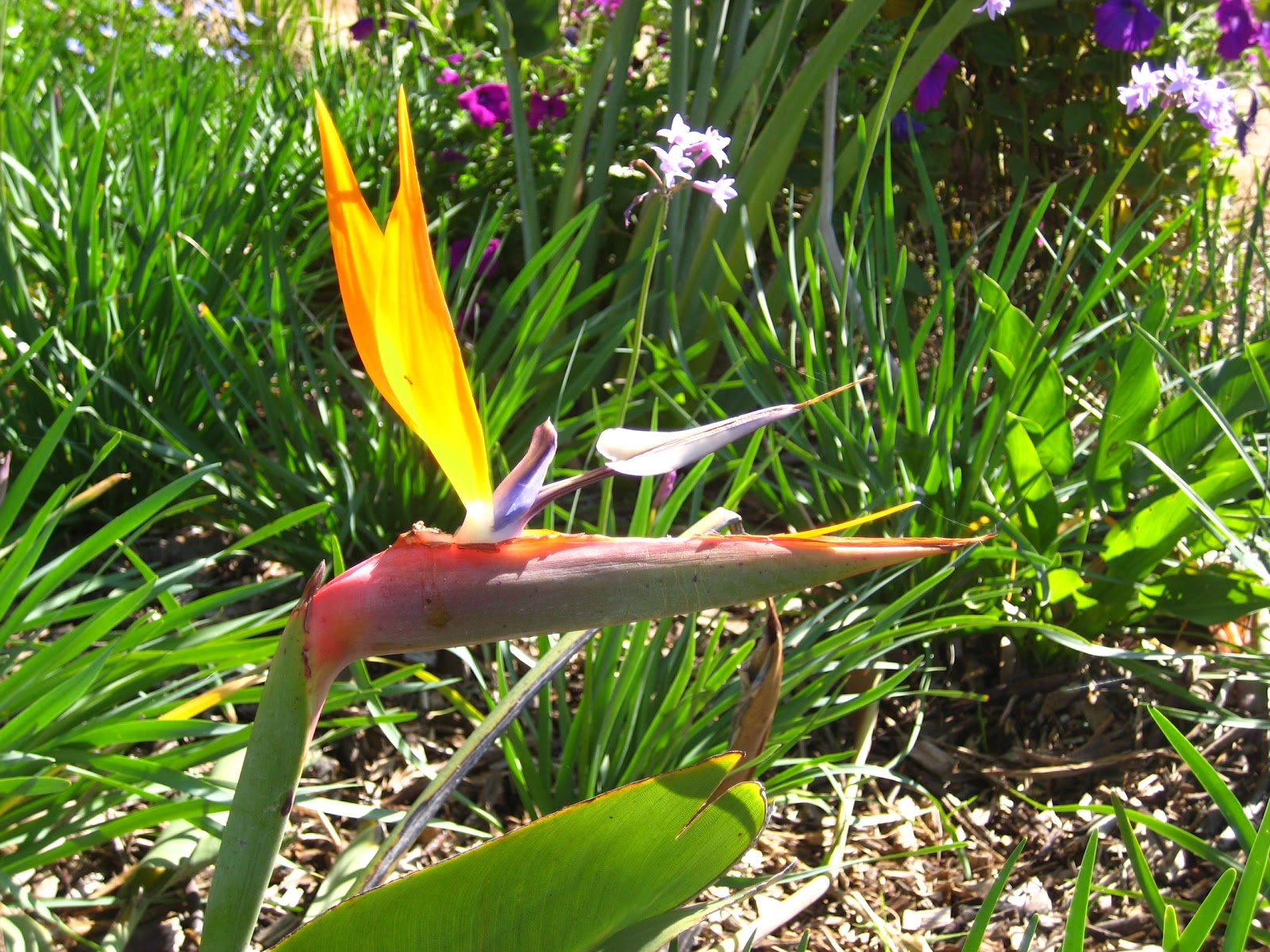 Catherine South South African Summer Flowers