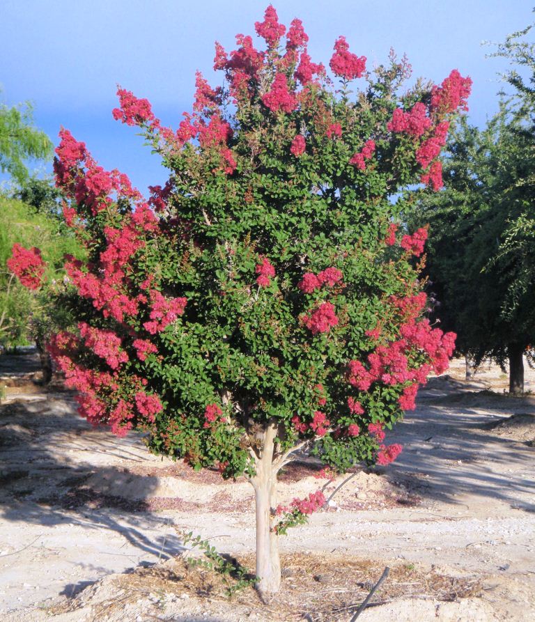 Xtremehorticulture of the Desert Fertilizer Formula for Keeping Crepe