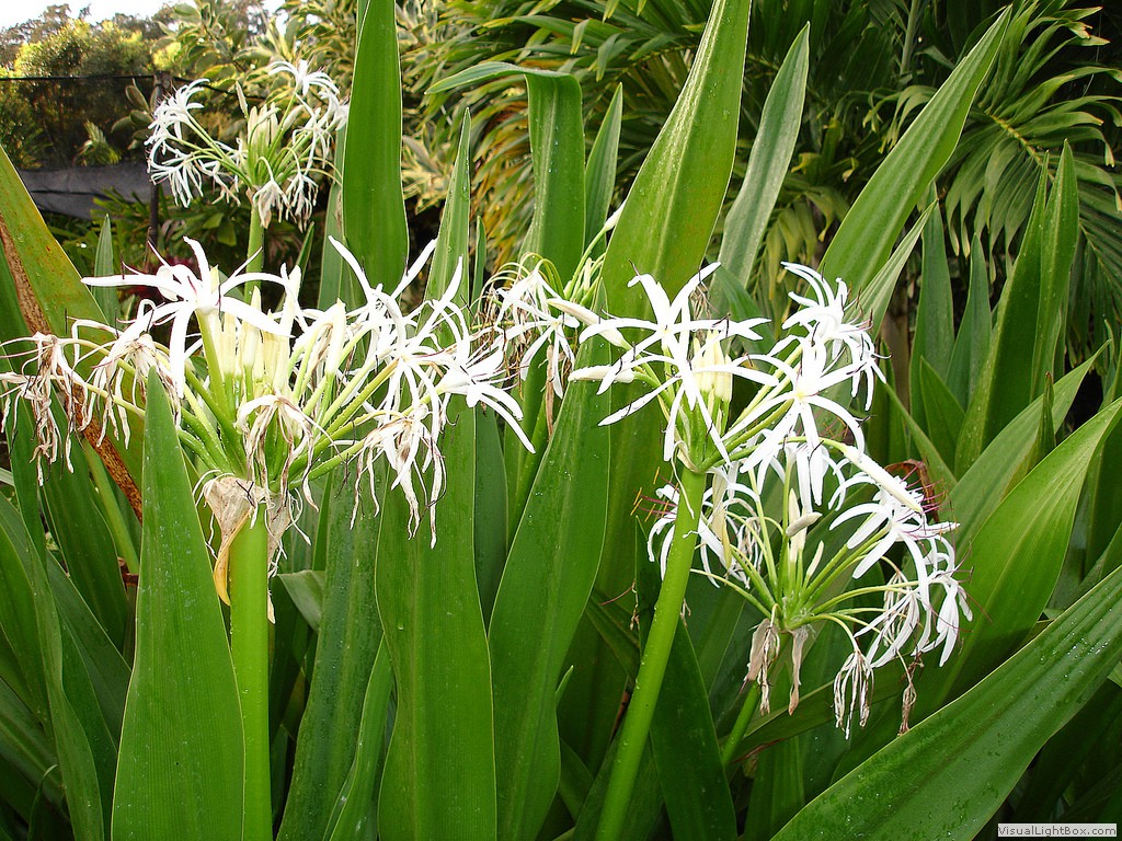 Love Those Wide Open Spaces Spider Lilies 'Neath My Window