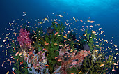 #3 Coral Reef Wallpaper