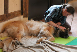 Massage Canin