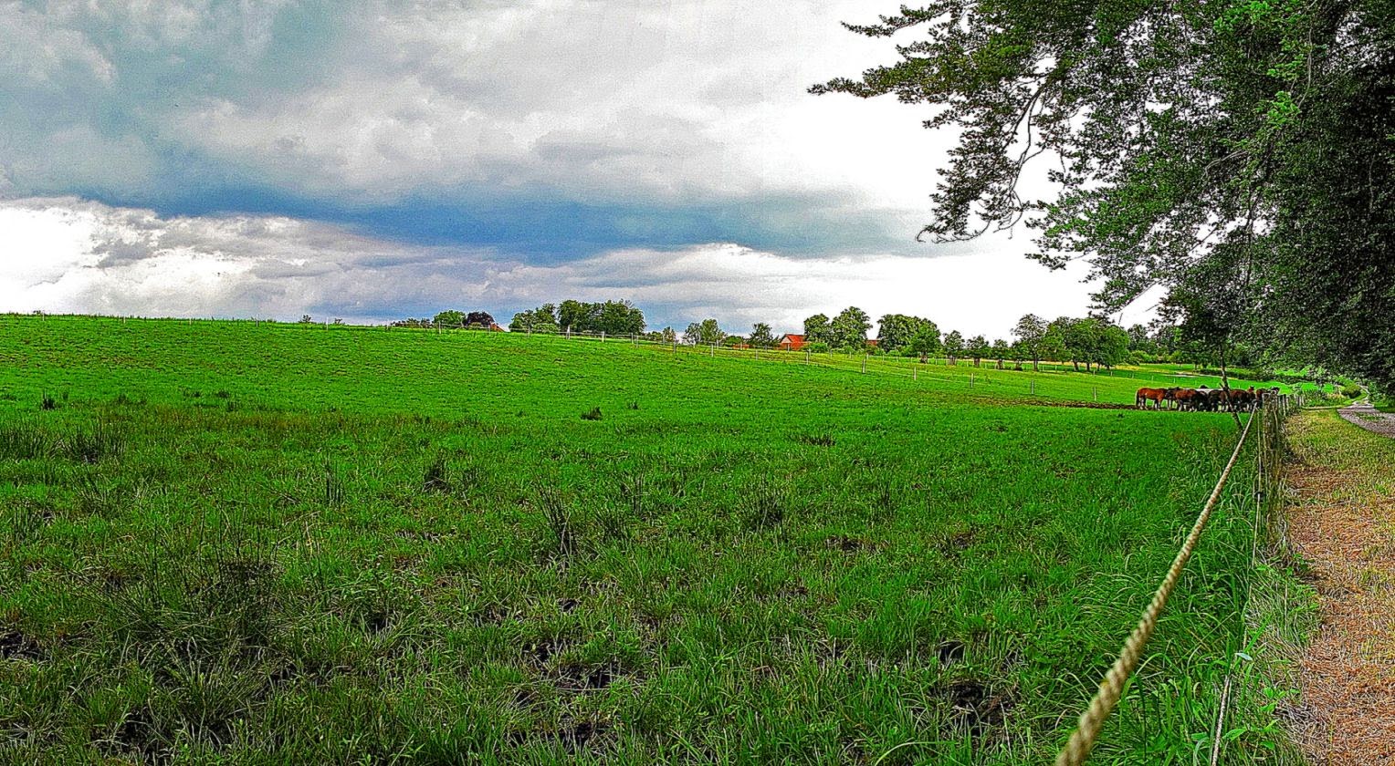 Green field wallpaper Green field wallpaper