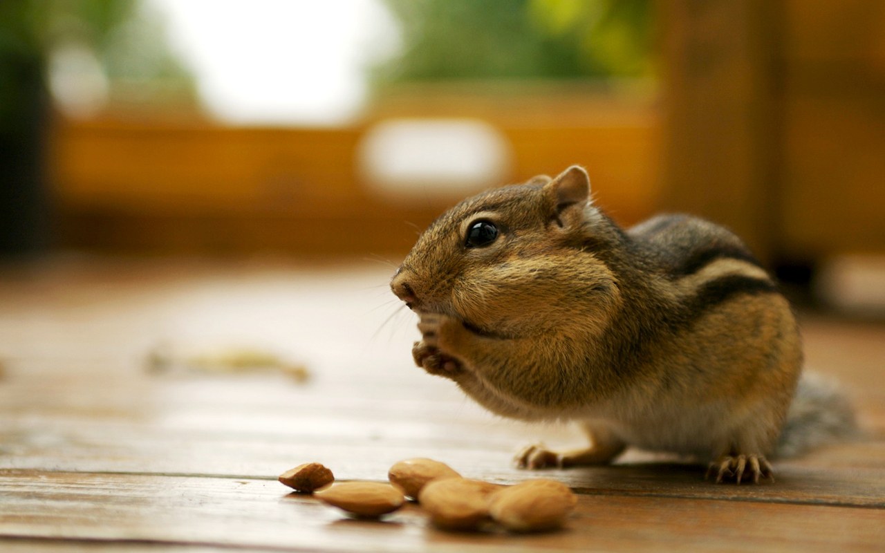 Chipmunks+image.jpg