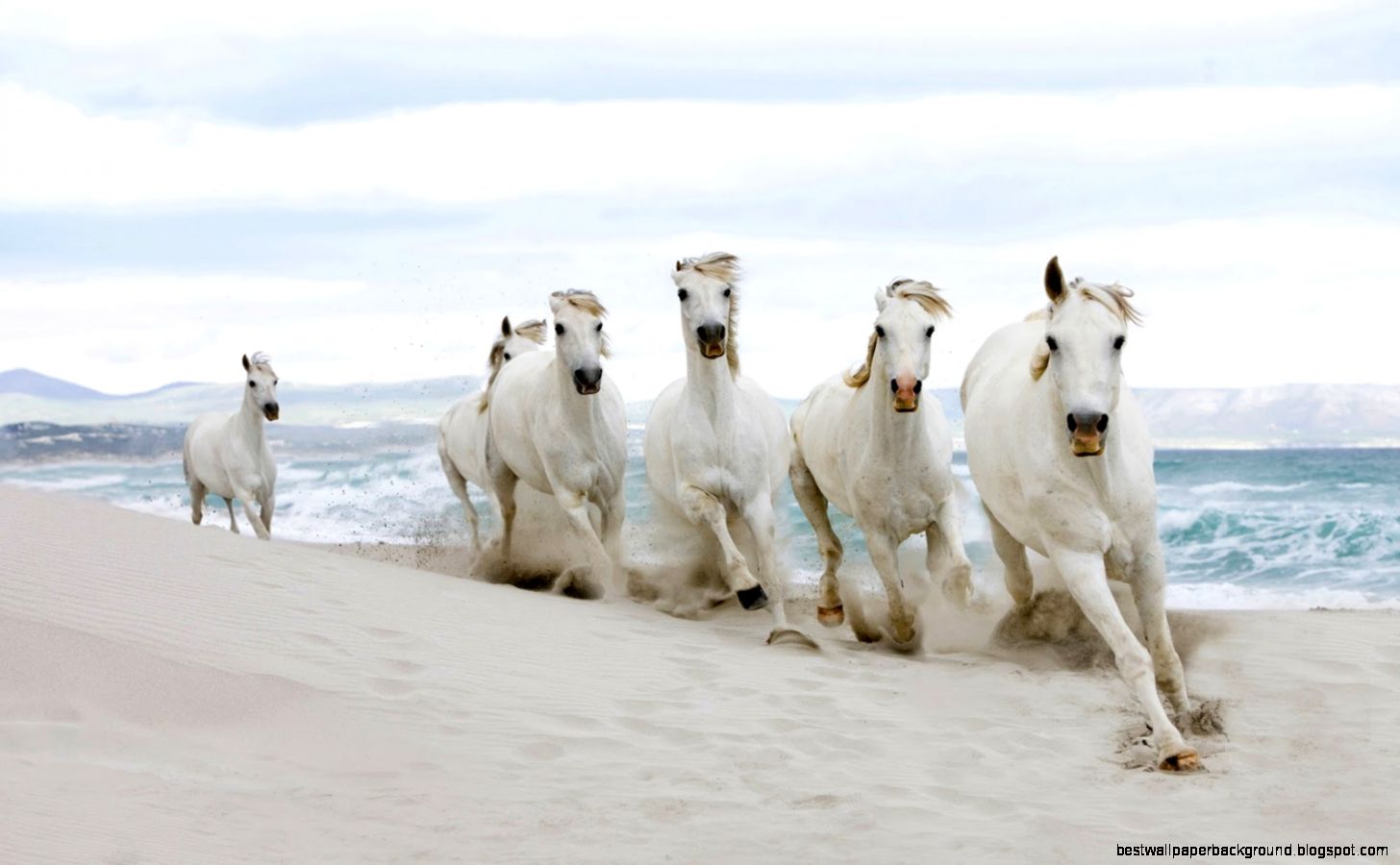 White Horses Running On Beach White Horses Running On Beach