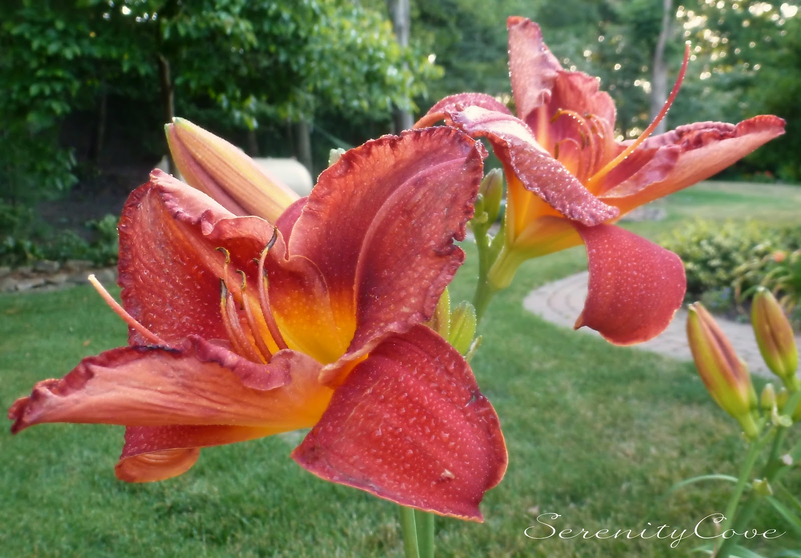 Serenity Cove Daylilies in Bloom