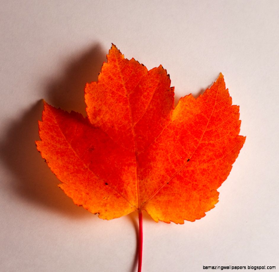 Orange Autumn Leaf Ari Takes Pictures Orange Autumn Leaf Ari Takes Pictures