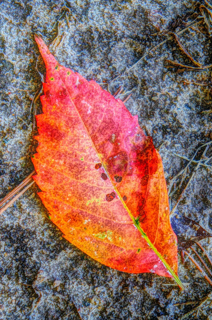 Free Leaf Picture for bloggers without watermark