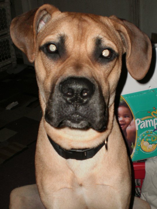 The American Creole Mastiff (Creole Indian Plantation Dog)