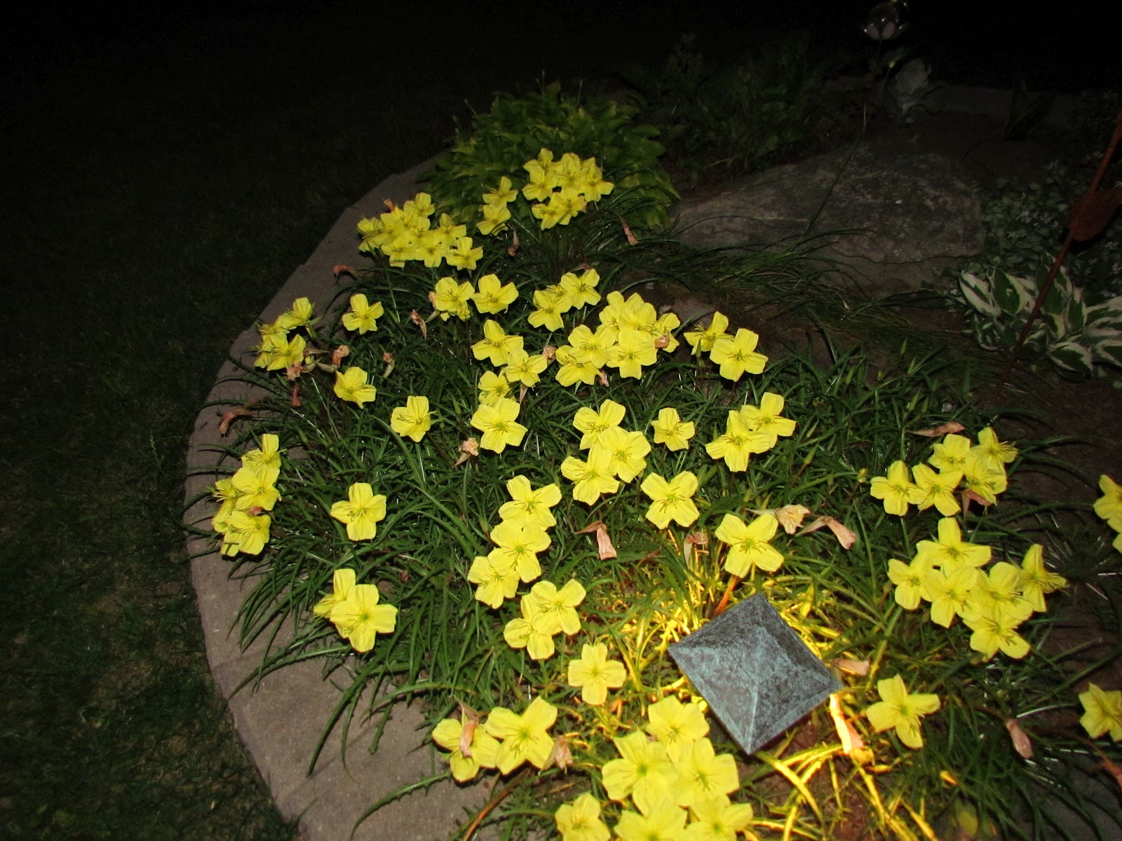 Rhubarb  roses moon flowers