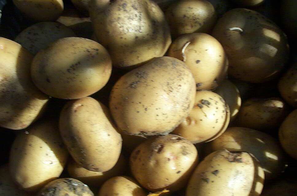 The Vermont Gardener Irish Eyes, Potato Eyes