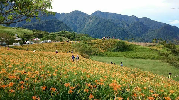 花蓮六十石山目前花況，可看見滿山金黃花海搖曳，與遼闊花東縱谷相互輝映，快來趟花蓮小旅行吧！