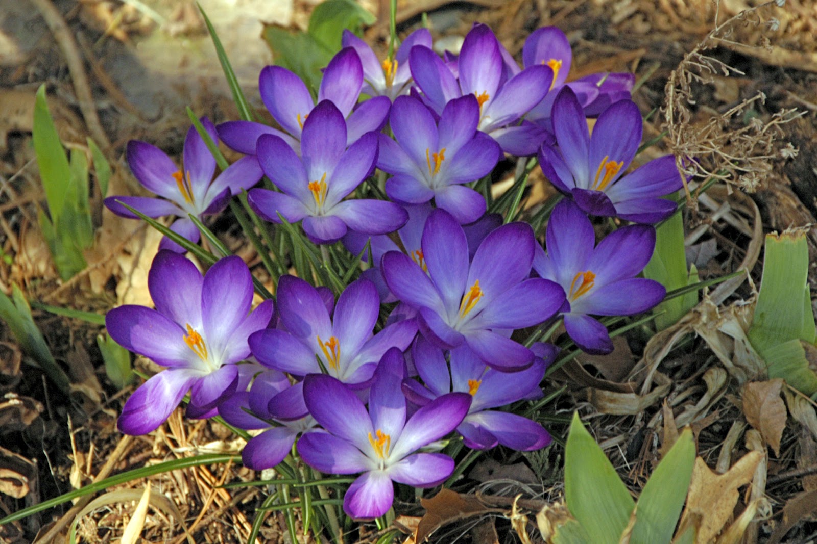 The Nature of Framingham First Flowers of Spring 2012