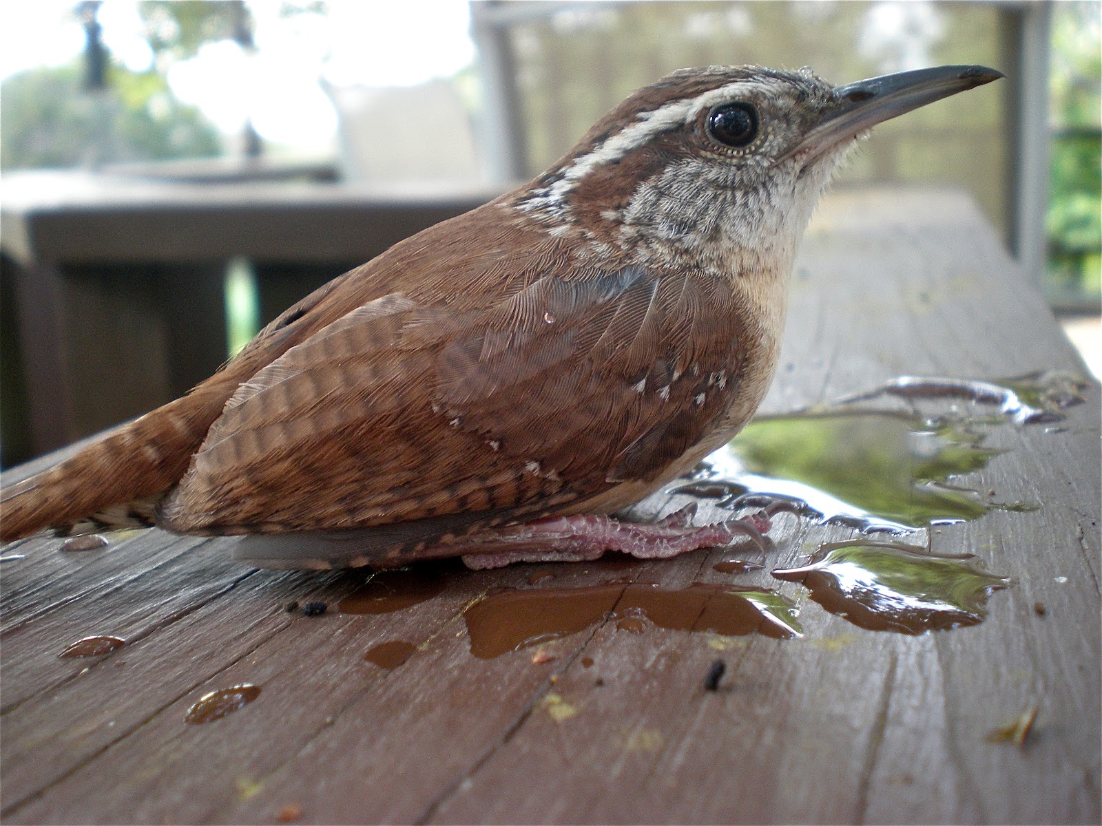 Natives from the Edwards Plateau Wren Nestlings