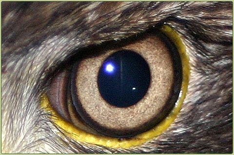 eagle eyes eagle eyes