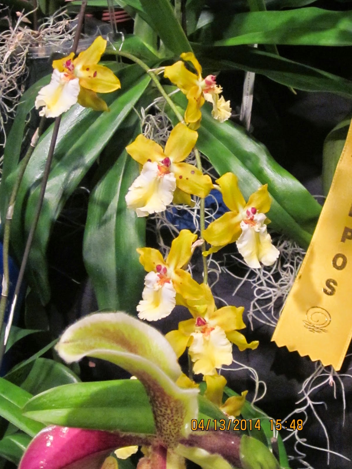 Orchids and Ikebana SEPOS Orchid Show
