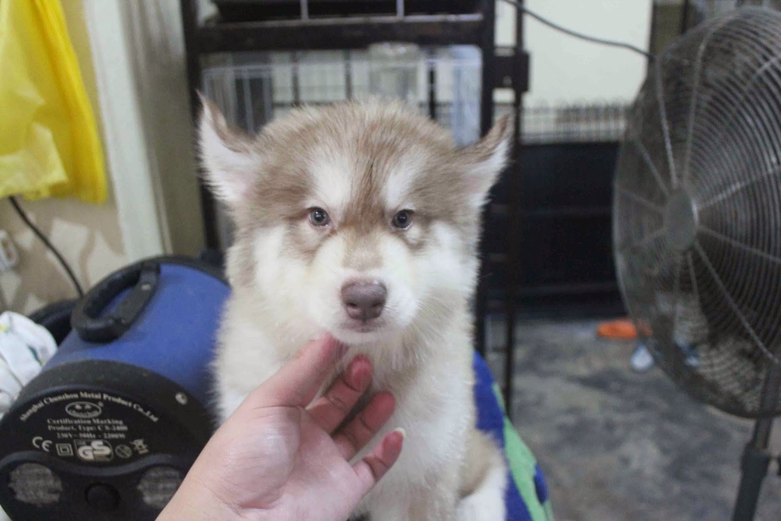 LovelyPuppy: 20140115 Giant Wooly Siberian Husky Puppy