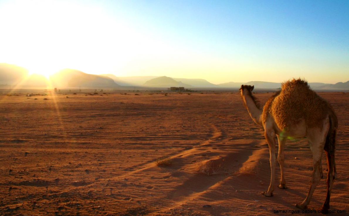 A camel faces the desert sunrise Wadi Rum Jordan – June 27 2012 A camel faces the desert sunrise Wadi Rum Jordan – June 27 2012