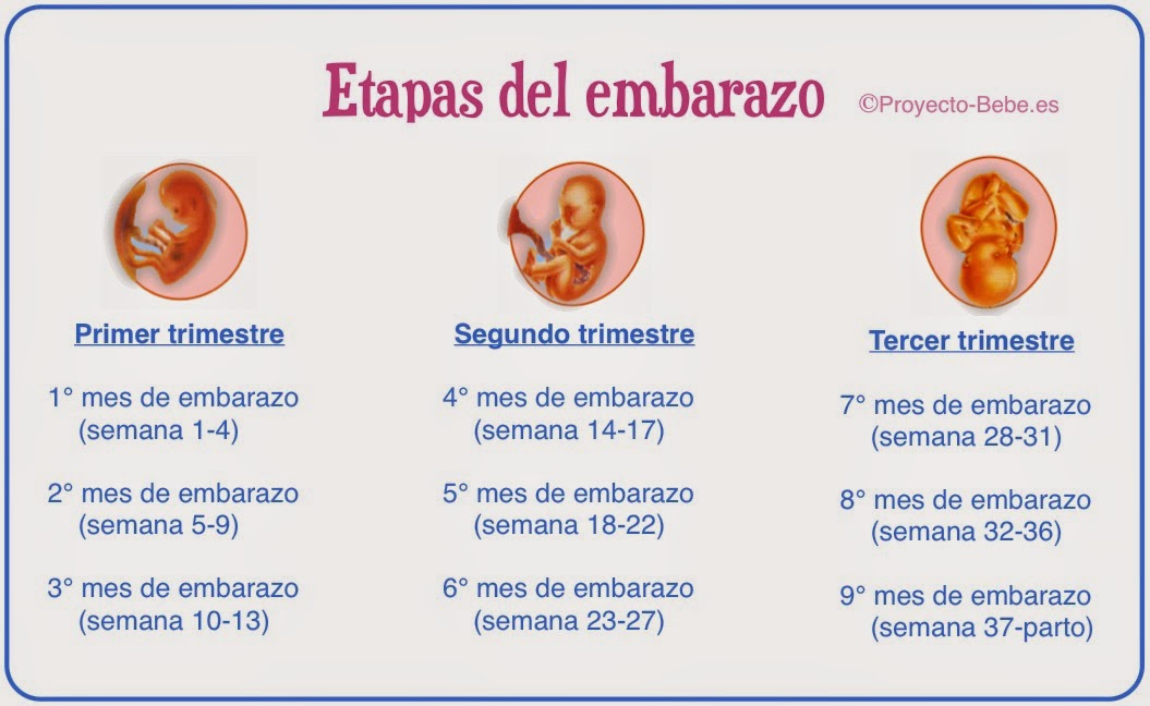 Bebes, Embarazos y mucho más... 1º trimestre del Embarazo