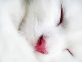 Beautiful White Cute Cat Pictures : Photos : Wallpapers 8