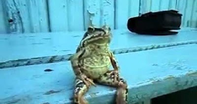 Waiting Bd Frog Sitting On A Bench Like A Human