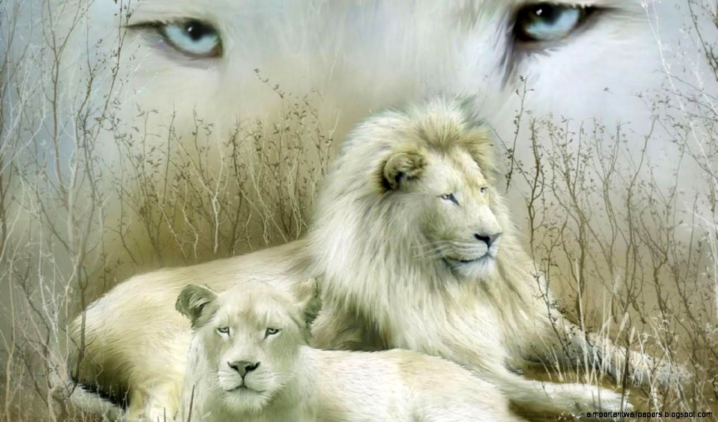 White Lion Wallpaper 7018445 White Lion Wallpaper 7018445
