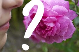 Can't taste anything can't taste anything