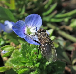Cluster Fly (Pollenia) on speedwell flower.