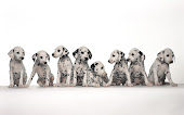 cute baby dog wallpaper 1280x800 0901