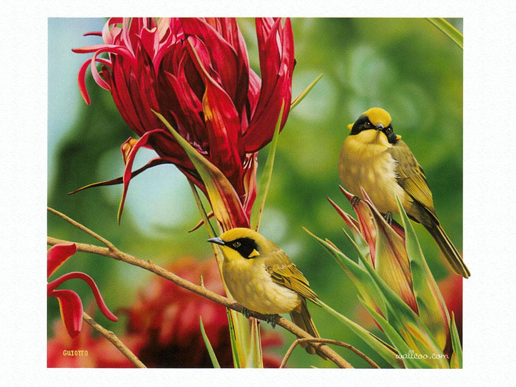 http://3.bp.blogspot.com/-ims60GDHMHQ/TYW5kn3R7rI/AAAAAAAABpM/a5rtE08b07w/s1600/Desk_2007_05_Guiotto_Yellow-TuftedHoneyeater.jpg