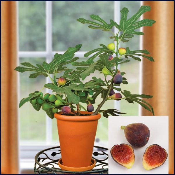 Apa itu Buah Tin Pohon Tin Kudus