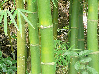 as sete verdades do bambu
