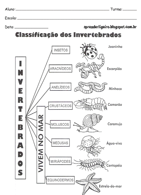 Classificação dos  invertebrados