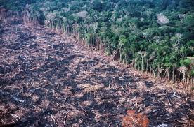 The effect of deforestation: