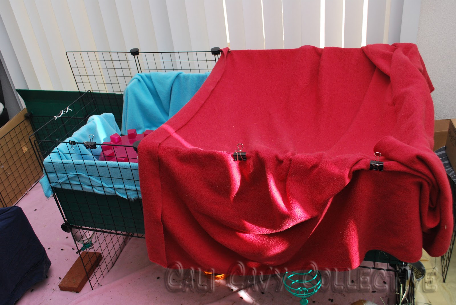 Cali Cavy Collective a blog about all things guinea pig Keep your