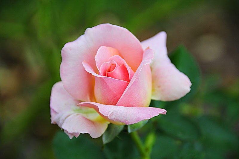 Hybrid Tea Rose Pink
