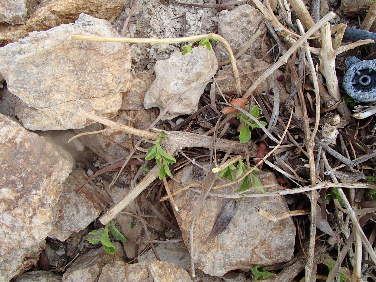 Xtremehorticulture of the Desert Still Afraid to Prune Your Lantana?