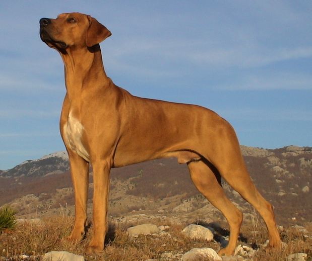 All List Of Different Dogs Breeds Types of Dogs With Pictures Hound