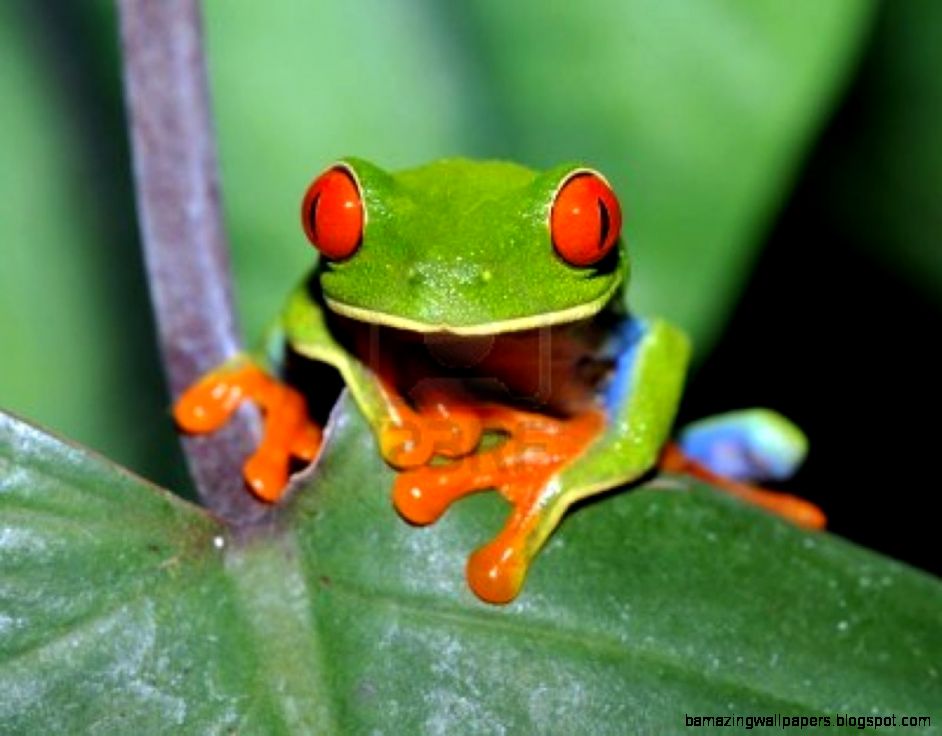 Slimbridge Primary » Blog Archive Rainforest Creatures Challenge Slimbridge Primary » Blog Archive Rainforest Creatures Challenge