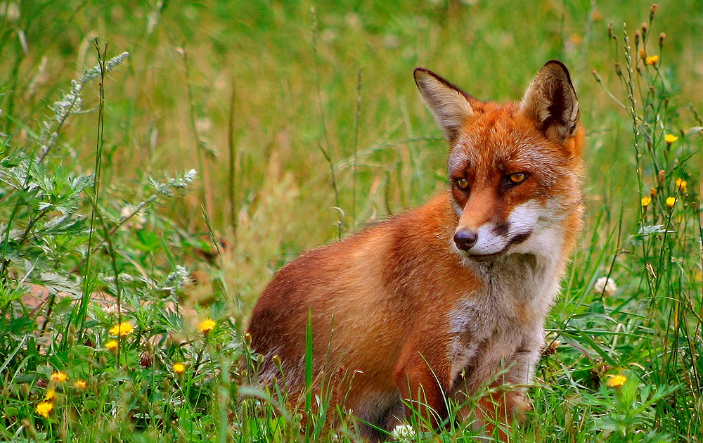 Musings of a Biologist and Dog Lover: Invasive Species: Red Fox