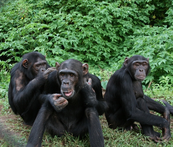 Résultat de recherche d'images pour "centre de réhabilitation des primates de lwiro (crpl facebook)"