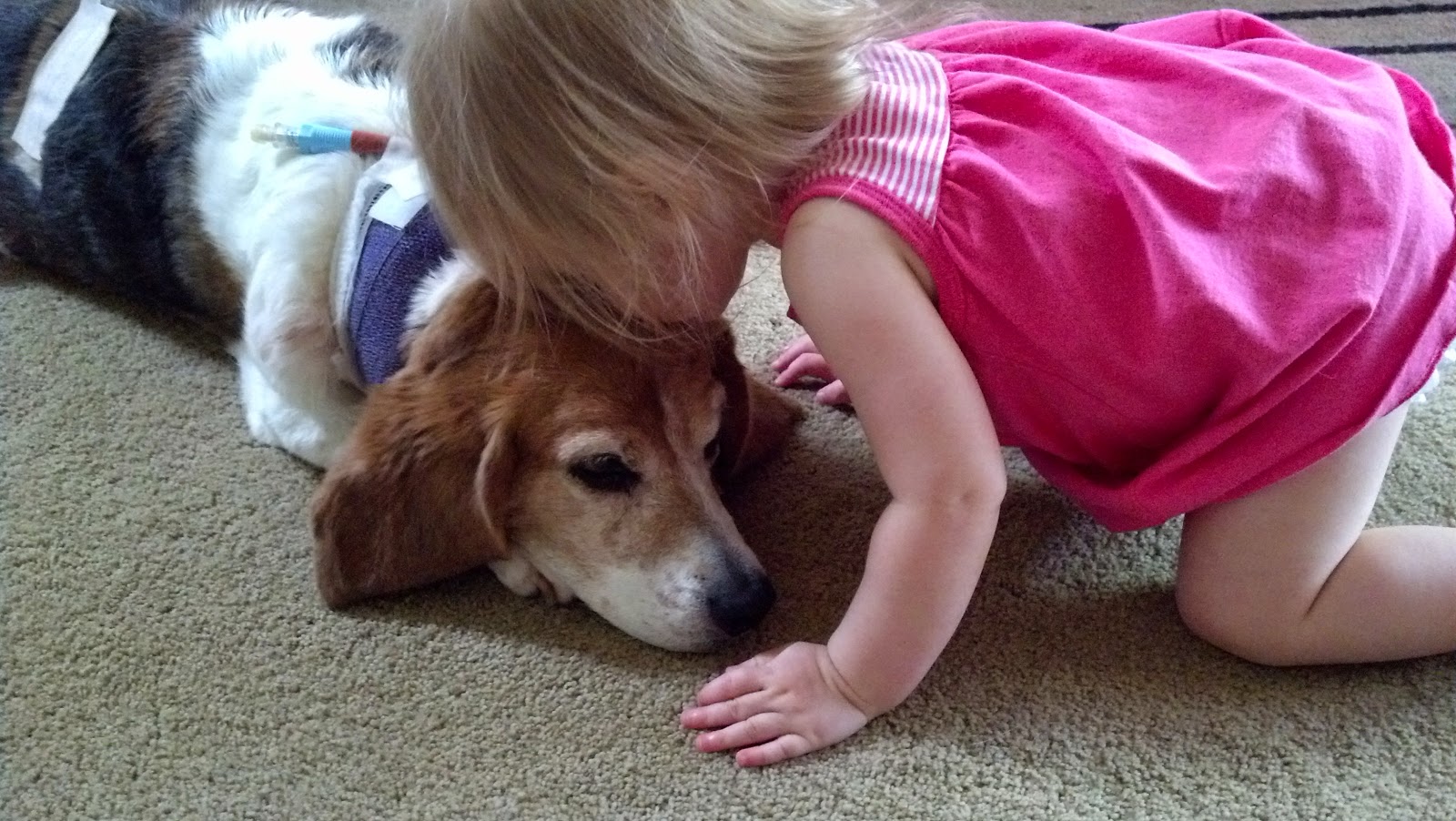 Apples and Chalk Dust