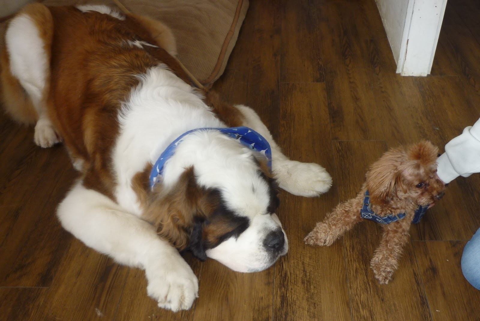 トイプードル どんぐり 今日も愉快だね ドッグカフェ 福岡県秋月 シェポール