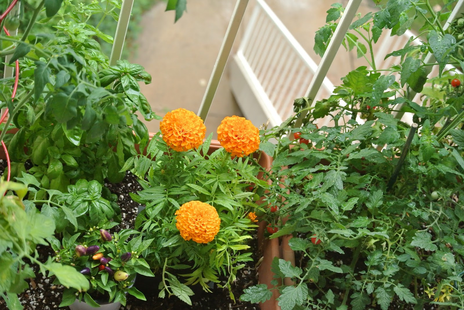 Fashionably M.French 5 Patio Garden Essentials