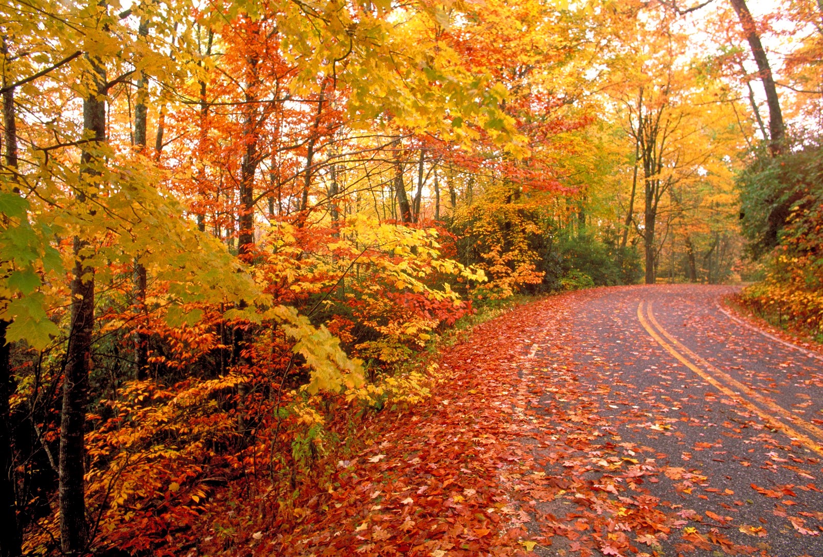 http://3.bp.blogspot.com/-ionlUf_a2uU/UGwsFFlkBNI/AAAAAAAAF-0/CHJMhE2tViQ/s1600/Fall+Leaves+Beautiful+Looking+Images.jpg