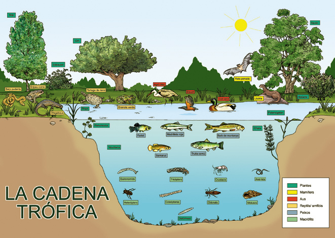 cadenas y redes troficas introduccion la naturaleza es vida mayo 2012 cadenas y redes troficas introduccion la naturaleza es vida mayo 2012